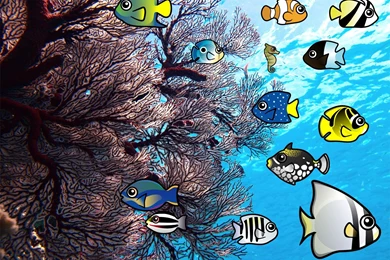 Coral Reef Desktop Wallpapers