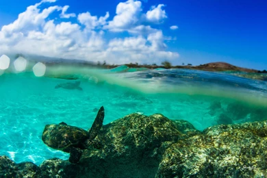 Turtle On Coral Reef   (