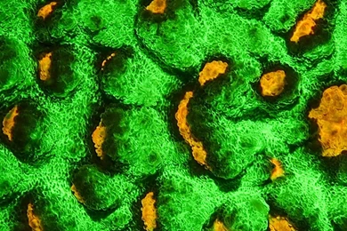 Pictures > Coral Reef Wallpapers Iphone