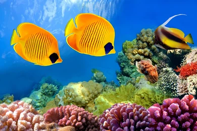 Underwater Fish Fishes Ocean Sea Tropical Reef Wallpapers ...