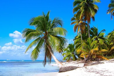 1600x1200px Palm Trees On The Beach Wallpapers