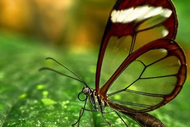 Animated Moving Hq Wallpapers For Mobile Free Download