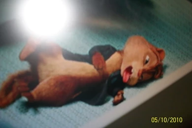 Alvin   Alvin And The Chipmunks Wallpapers (20223865)   Fanpop