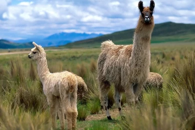 Llama Wallpapers!   Alpacas And Llamas Wallpapers (28337713)   Fanpop