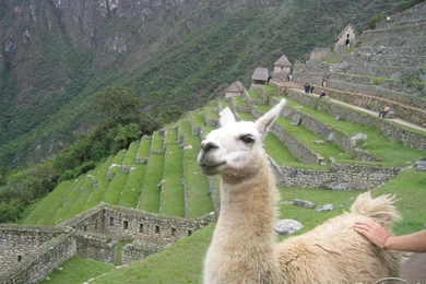 Llama Wallpapers   17629