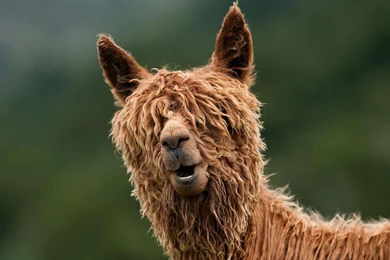 BAD HAIR DAY WALLPAPER   (