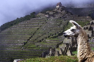 Llama Computer Wallpapers, Desktop Backgrounds