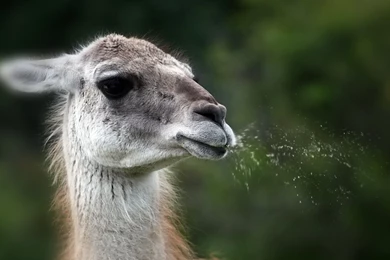 Llama Drawing   Wallpaper.