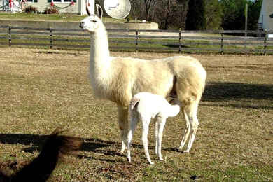 Llama Wallpapers And Backgrounds   Animals Town