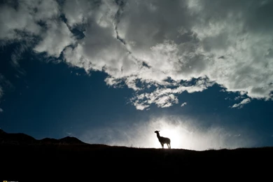 27650_1600x1200 wallpaper cb1287607428.jpg