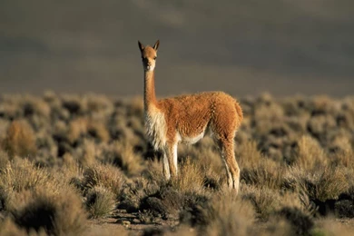 Funny Animal: 09/04/11