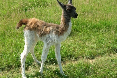 Llama Wallpapers!   Alpacas And Llamas Wallpapers (28337720)   Fanpop