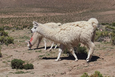 Llama Wallpapers   Animal Wallpapers