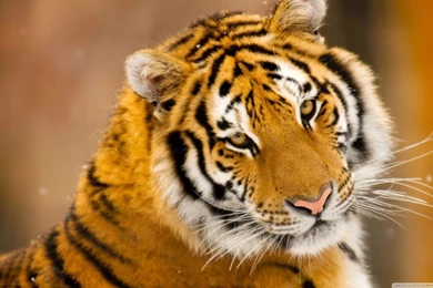 Siberian Tiger Wild Animal HD Desktop Wallpapers : Widescreen ...