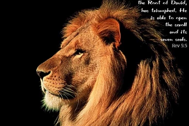 Pictures Of Lion Of Judah Wallpapers HD Fine