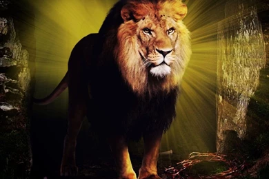 The Lion Of Judah By Robhas1left On DeviantArt