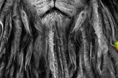 Rasta Lion Wallpapers   Wallpapers Cave