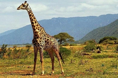 91686d1325571462 wild animals wild animals wallpapers.jpg