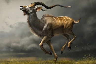 Best Wild Animal Wallpapers