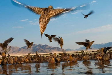 Animal Wallpapers, Habitats, Creatures, Wild Animals, Domestic ...