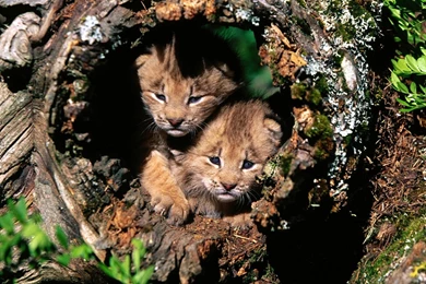 Wild Animal Desktop Backgrounds