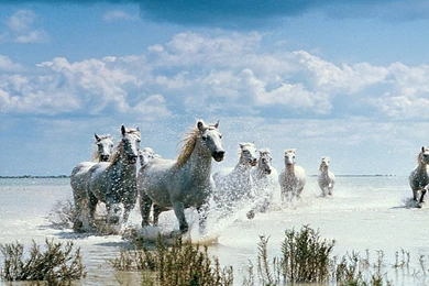 Wild Animal Wallpapers