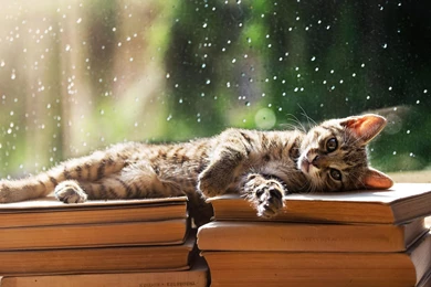 Cool Pets, Animal Planet, Desktop Images, Free Wallpapers, Animal ...