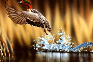 Colorful Animal Wallpapers