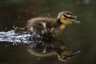 Cool Pets, Animal Planet, Free Wallpapers, Cute Animals, Wild ...