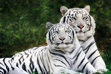 White Tigers   Wild Animals Wallpapers (2688151)   Fanpop
