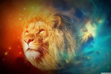 Leon Fugaz Lion Wallpapers Full HD [2560x1440]   Free Wallpapers ...