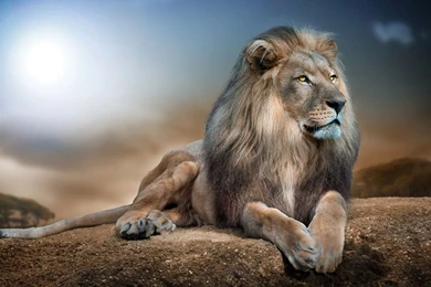 Other: Lion Full HD Animal Wallpapers For HD 16:9 High Definition ...