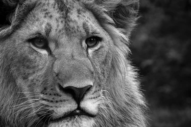 Download Lion Noir Blanc Fond Cran Wallpapers 1920x1080
