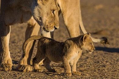 Lion Wallpapers Full Hd   Wallpapers