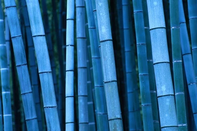 Bamboo Wallpaper: Bamboo Textured Wallpapers