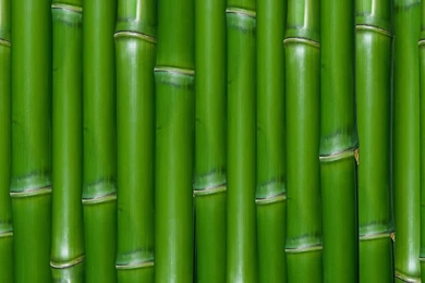 Pictures > Bamboo Wallpapers Texture