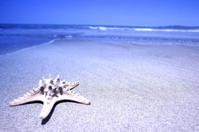 Beach Background Wallpaper.jpg