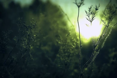 Green Wallpapers [Wallpapers Wednesday]   Hongkiat