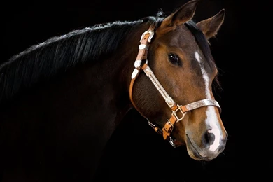 Horse Head Face Wallpapers