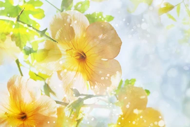 Summer Flower Wallpapers   Wallpapers Cave