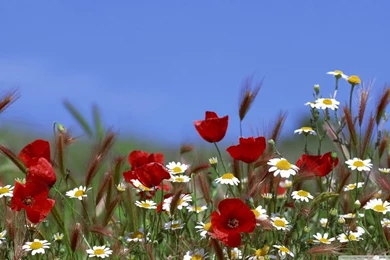 Field Of Flowers Summer HD Desktop Wallpapers : High Definition