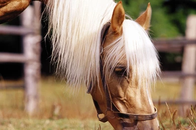 Horse Head 1920x1200 Wallpapers, 1920x1200 Wallpapers & Pictures ...