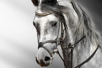 NASA Desktop Wallpapers HD Horse Head   Pics About Space