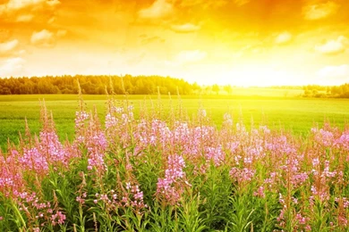 Summer Flower Wallpapers Android