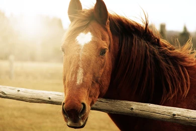 Horses Head Animals Wallpapers