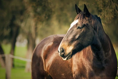 Download Wallpapers 1920x1080 Horse, Corral, Face, Head Full HD ...