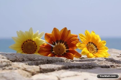 YouWall   Summer Flowers Wallpapers   Wallpaper,wallpapers,free ...