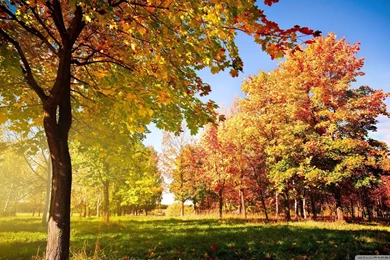 1366x768 Desktop Wallpapers