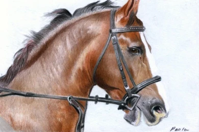 Horse Head By Skippypoof On DeviantArt