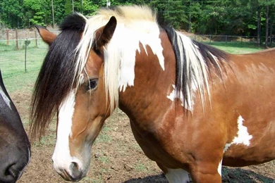 Free Wallpapers Horse Head